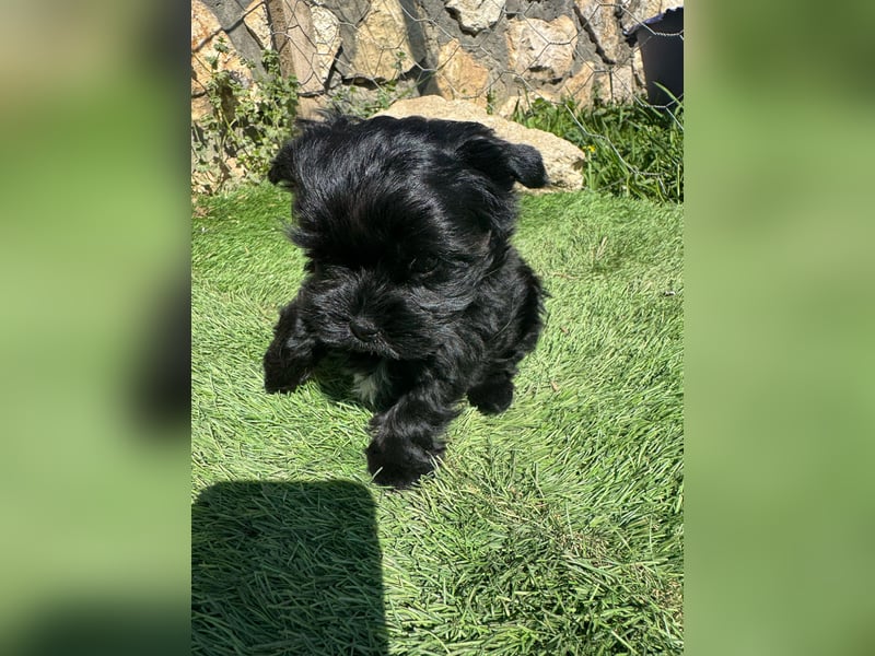 Yorkshire terrier schwarz mädchen