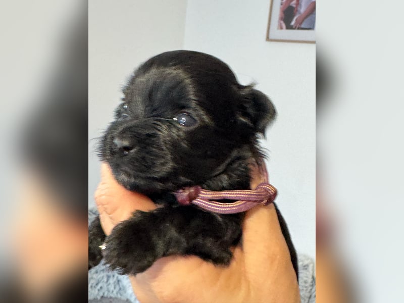 Yorkshire terrier schwarz mädchen