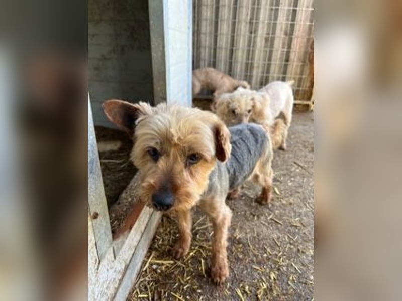Lili, sehr lieber und ruhige Yorkie Dame, geb. 09/2019