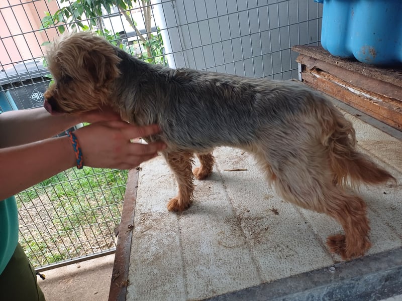 Lili, sehr lieber und ruhige Yorkie Dame, geb. 09/2019