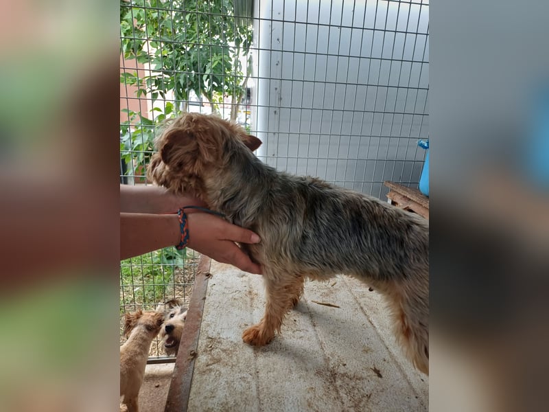 Lili, sehr lieber und ruhige Yorkie Dame, geb. 09/2019