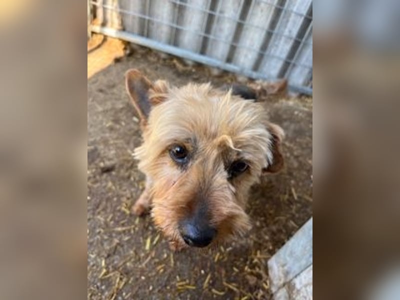 Lili, sehr lieber und ruhige Yorkie Dame, geb. 09/2019