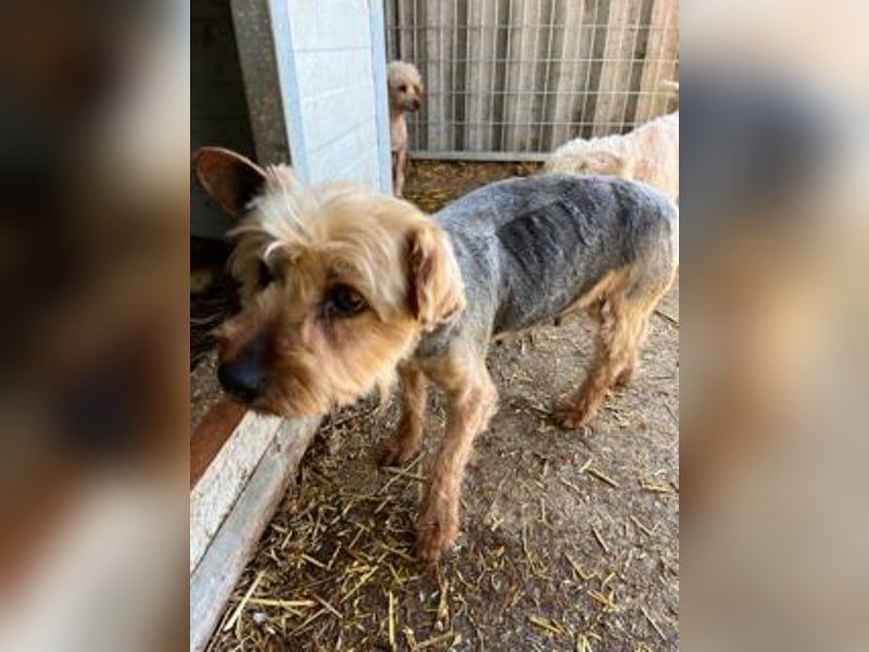 Lili, sehr lieber und ruhige Yorkie Dame, geb. 09/2019