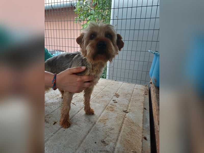 Lili, sehr lieber und ruhige Yorkie Dame, geb. 09/2019