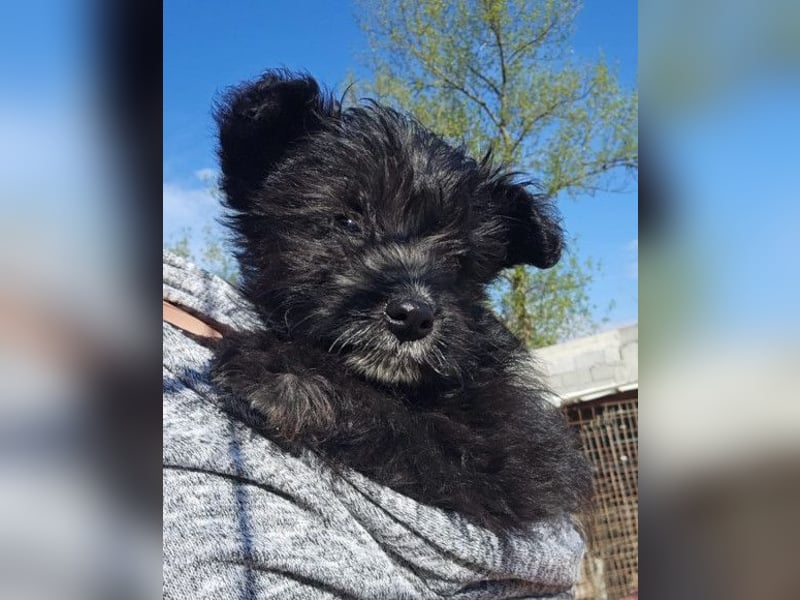 Lulu ❤️ kleines, liebes Yorki-Mix Mädchen