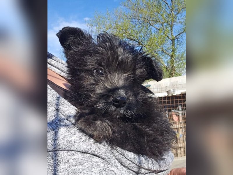 Lulu ❤️ kleines, liebes Yorki-Mix Mädchen