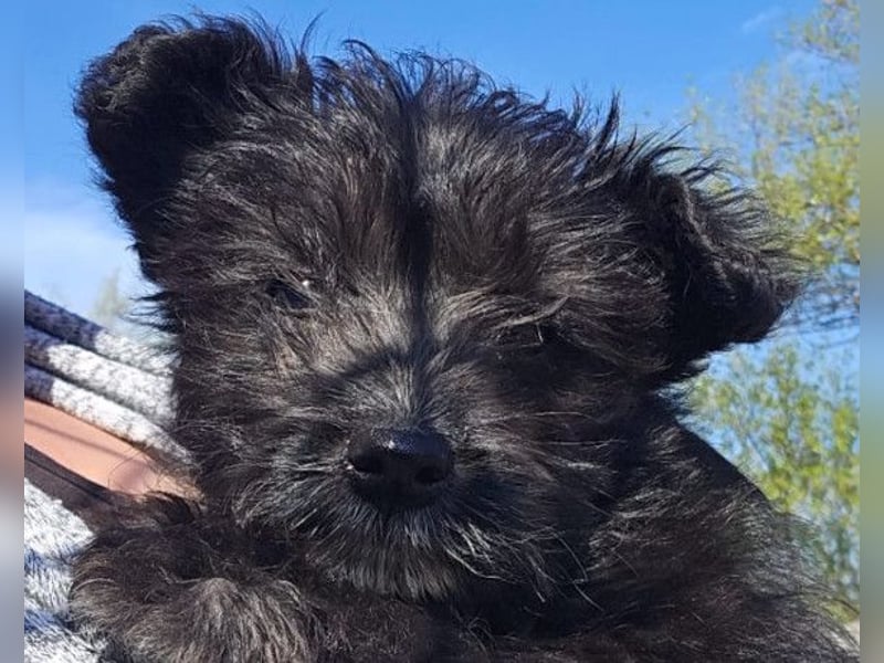 Lulu ❤️ kleines, liebes Yorki-Mix Mädchen