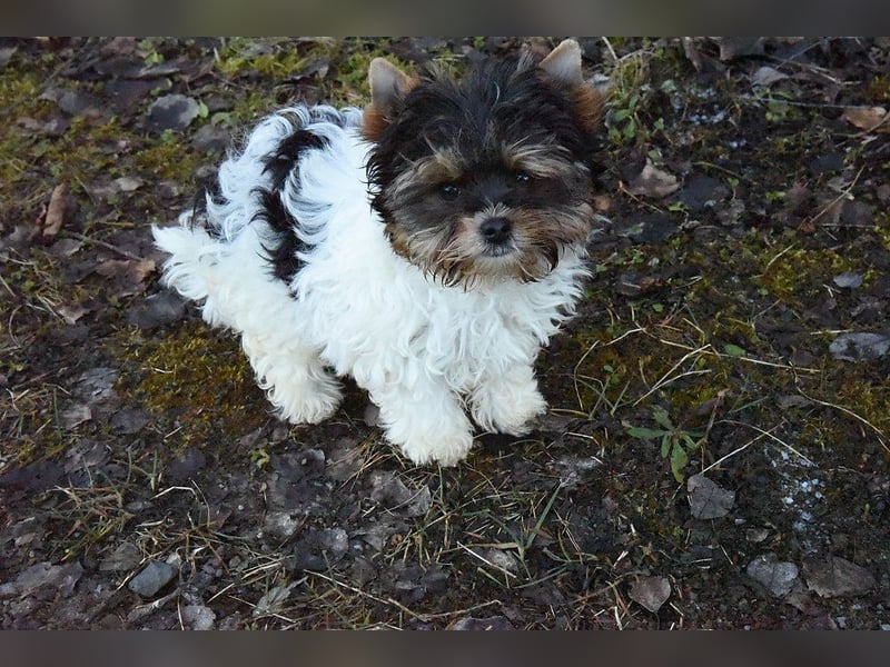 Yorkshire Terrier Biewer Mädchen aus Champion Verpaarung & Körzucht mit Stammbaum