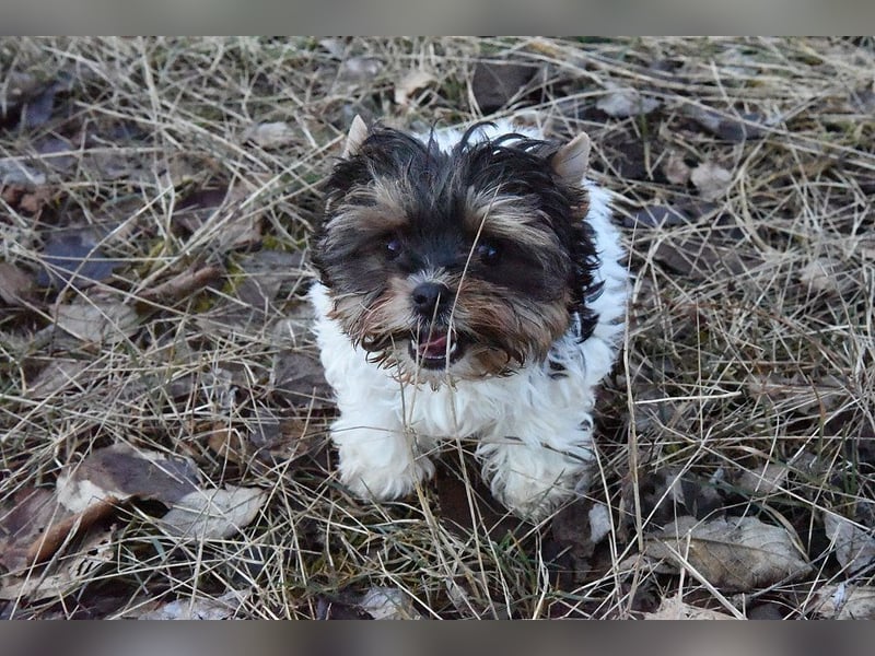 Yorkshire Terrier Biewer Mädchen aus Champion Verpaarung & Körzucht mit Stammbaum
