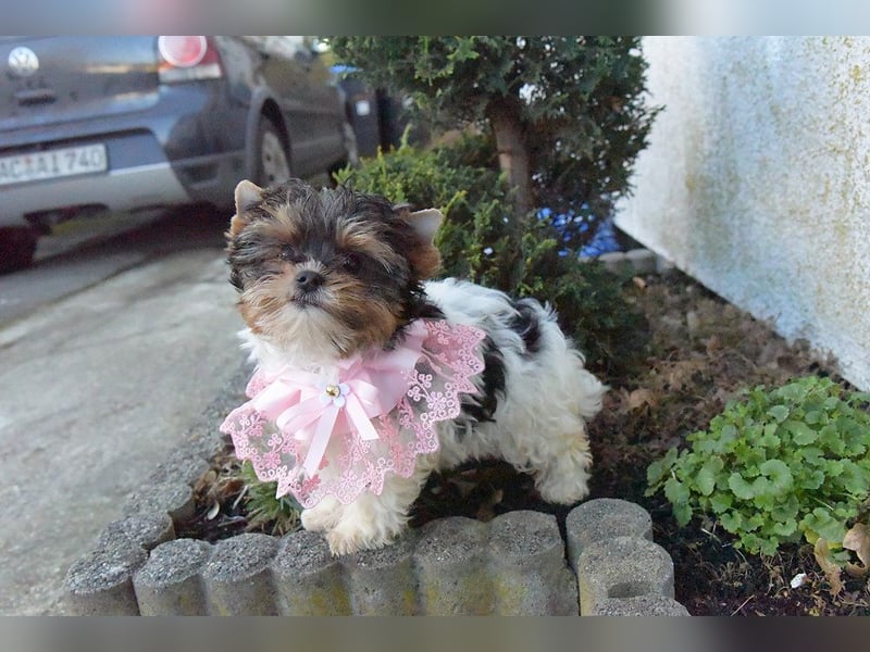 Yorkshire Terrier Biewer Mädchen aus Champion Verpaarung & Körzucht mit Stammbaum