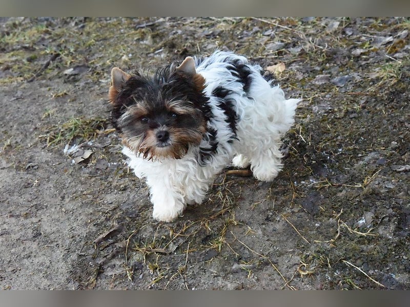 Yorkshire Terrier Biewer Mädchen aus Champion Verpaarung & Körzucht mit Stammbaum
