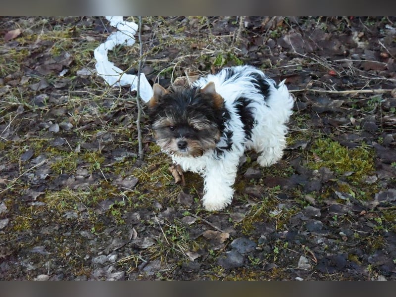 Yorkshire Terrier Biewer Mädchen aus Champion Verpaarung & Körzucht mit Stammbaum