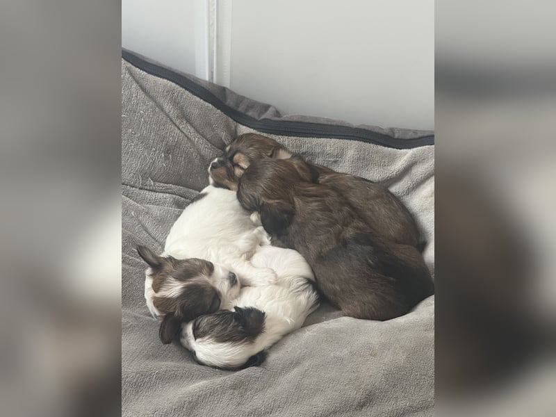 Kleine Fellnasen suchen liebevolle Familien