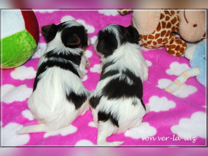 Yorkshire Terrier Mädchen- schoko-weiss-gold