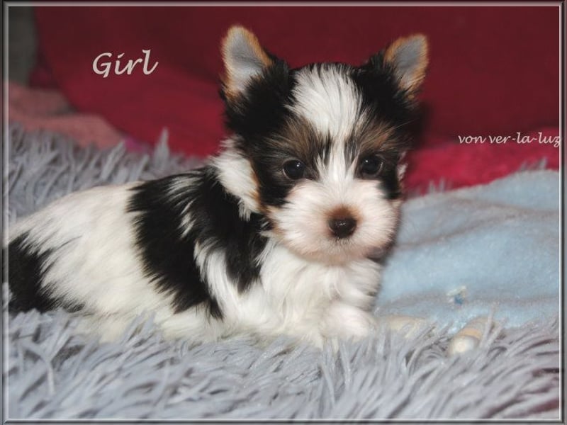 Yorkshire Terrier Mädchen- schoko-weiss-gold