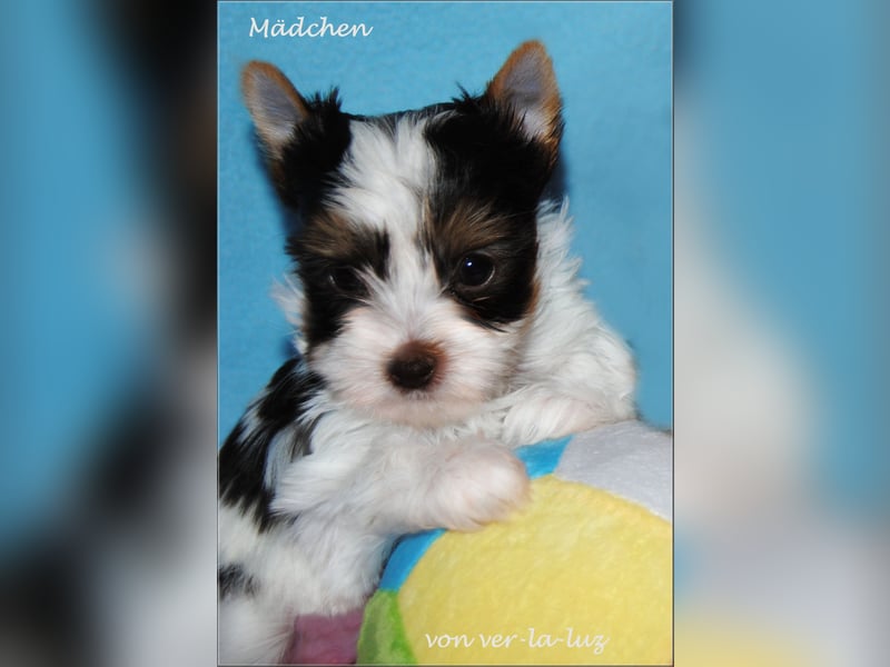 Yorkshire Terrier Mädchen- schoko-weiss-gold
