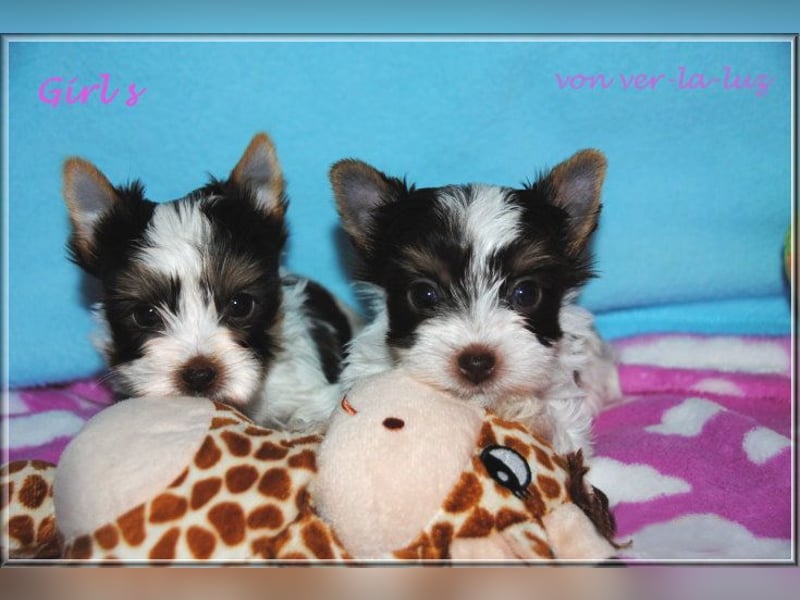 Yorkshire Terrier Mädchen- schoko-weiss-gold