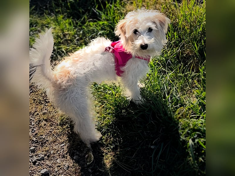 süße kleine Terrier-Dame Sansa sucht Zuhause
