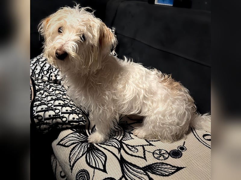 süße kleine Terrier-Dame Sansa sucht Zuhause
