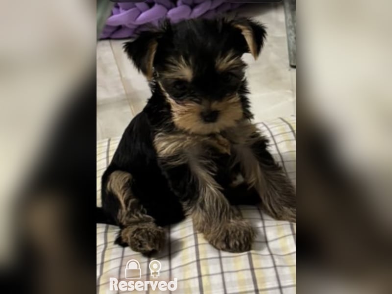 EXKLUSIVER "D"-WURF — YORKSHIRE TERRIER WELPEN AUS CHAMPION-VERPAARUNG! FCI / UKU