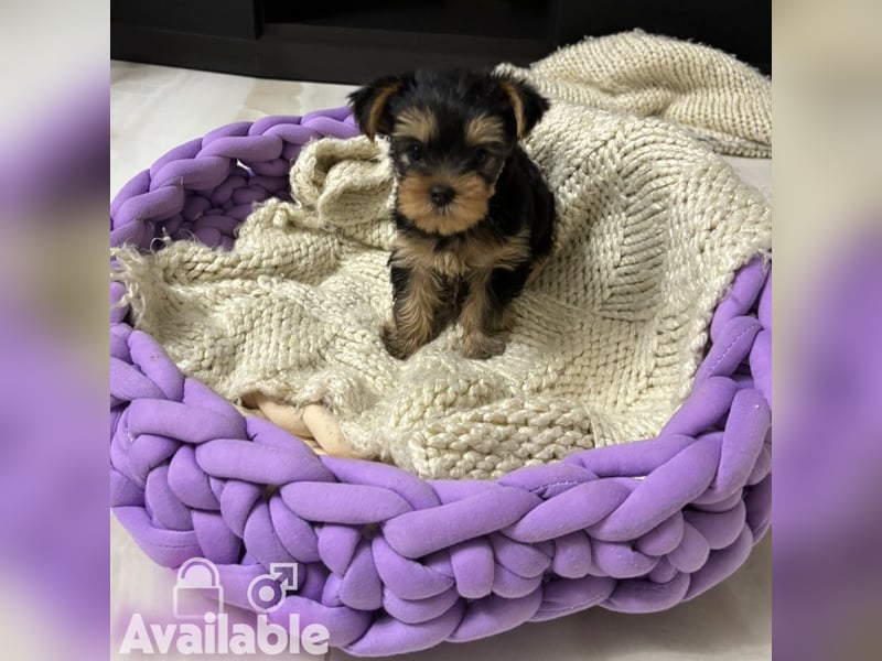 EXKLUSIVER "D"-WURF — YORKSHIRE TERRIER WELPEN AUS CHAMPION-VERPAARUNG! FCI / UKU
