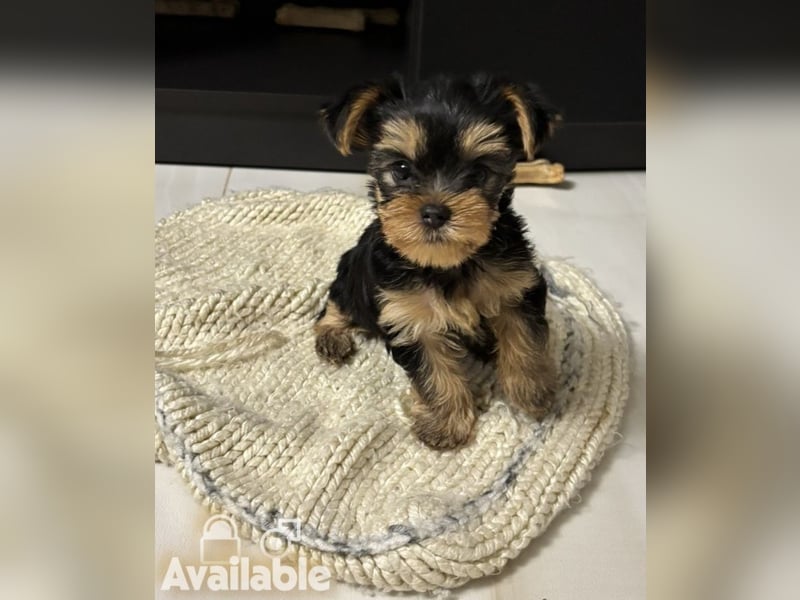EXKLUSIVER "D"-WURF — YORKSHIRE TERRIER WELPEN AUS CHAMPION-VERPAARUNG! FCI / UKU