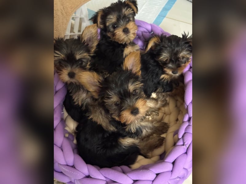 EXKLUSIVER "D"-WURF — YORKSHIRE TERRIER WELPEN AUS CHAMPION-VERPAARUNG! FCI / UKU