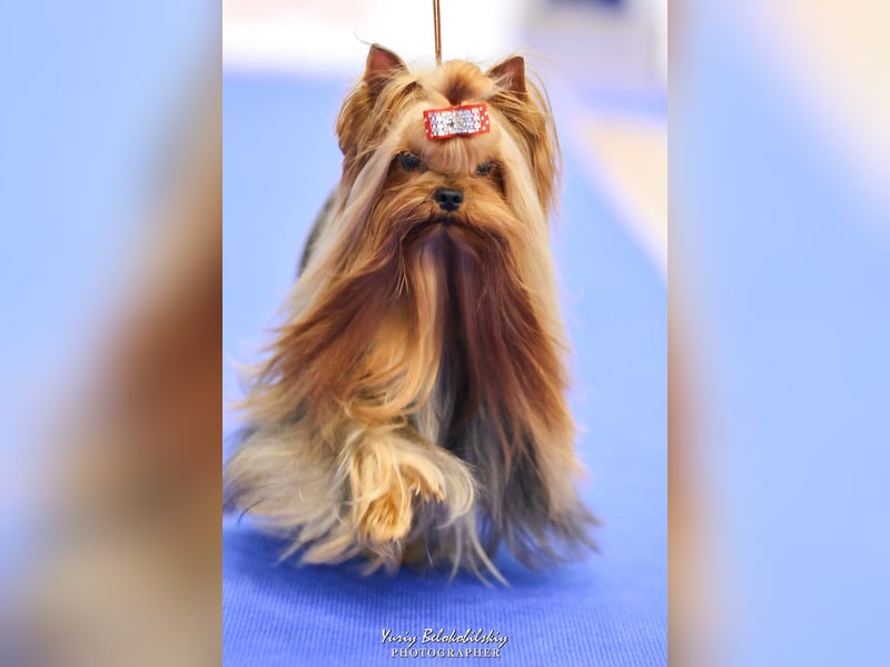 Wurfankündigung: Wunderschöne Yorkshire Terrier Welpen mit FCI / UKU Papieren erwartet!