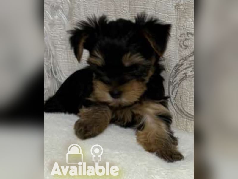 EXKLUSIVER "D"-WURF — YORKSHIRE TERRIER WELPEN AUS CHAMPION-VERPAARUNG! FCI / UKU