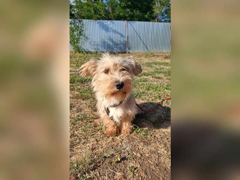 Zuckersüße kleine Tiffy