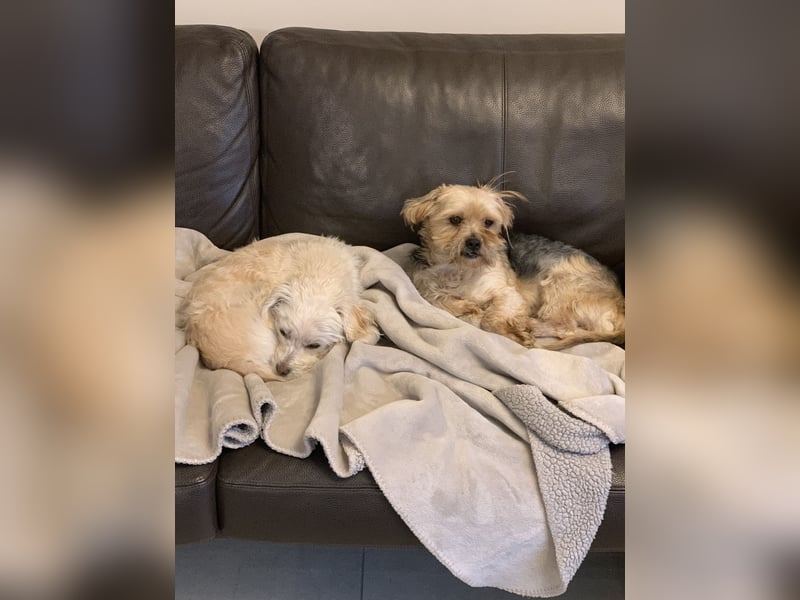 Yorkshire Terrier, Rüde, 8 Jahre