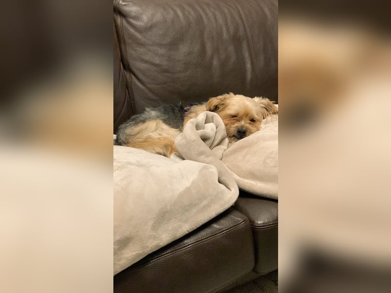 Yorkshire Terrier, Rüde, 8 Jahre