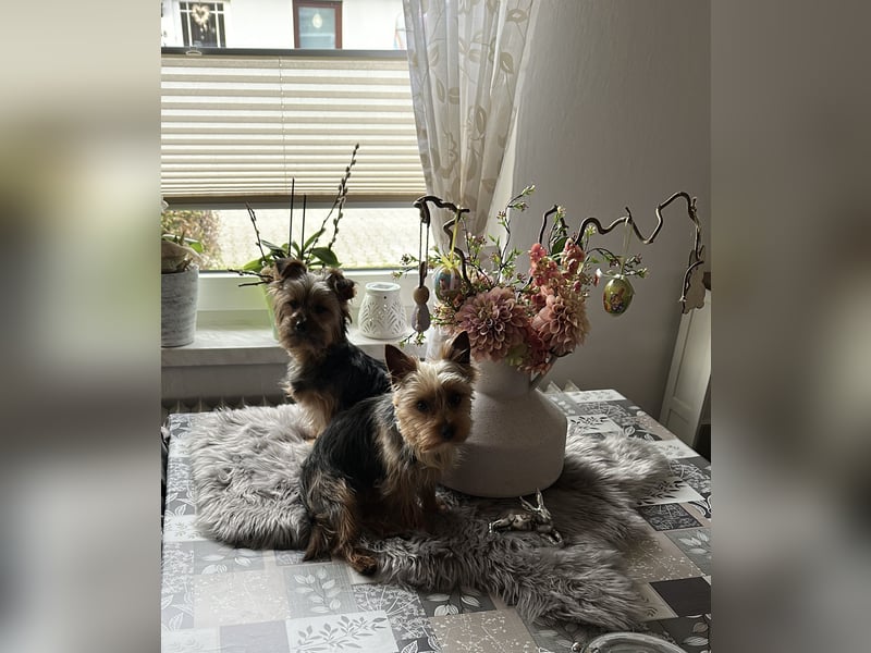 Yorks Terrier Rüde