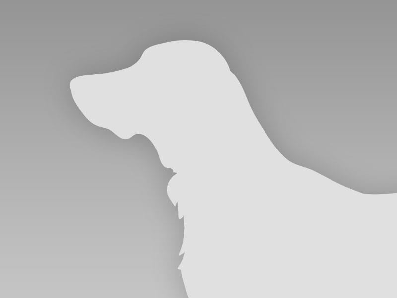 Yorks Terrier Rüde