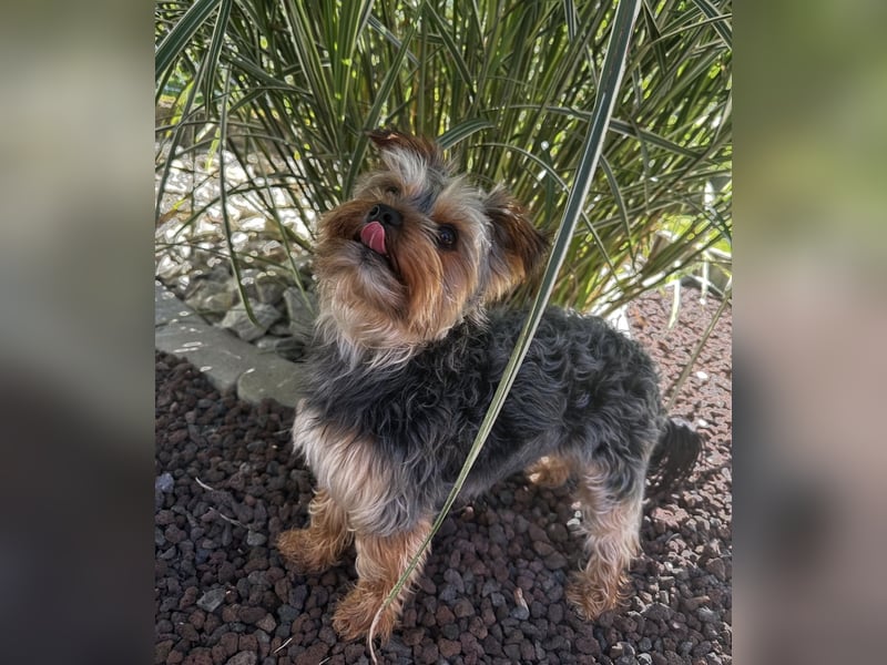 Yorkshire Terrier als Deckrüde