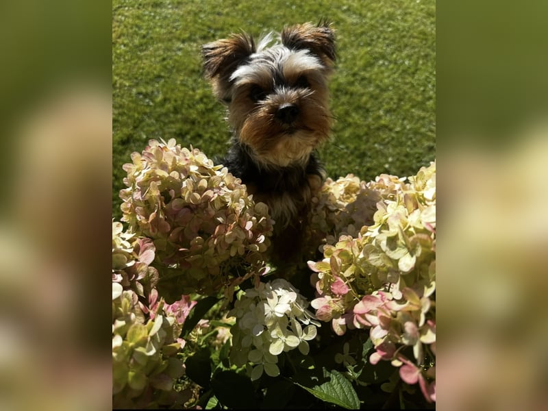 Yorkshire Terrier als Deckrüde