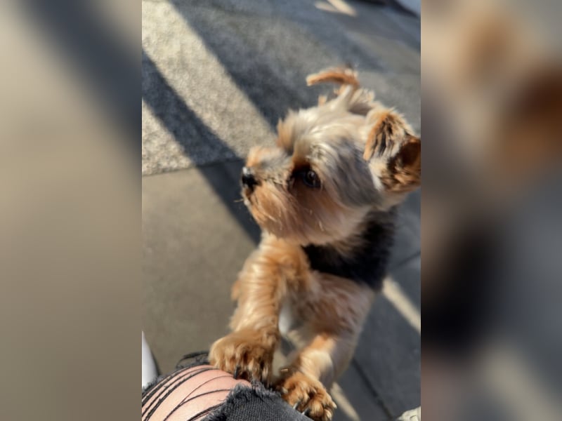 Yorkshire Terrier als Deckrüde