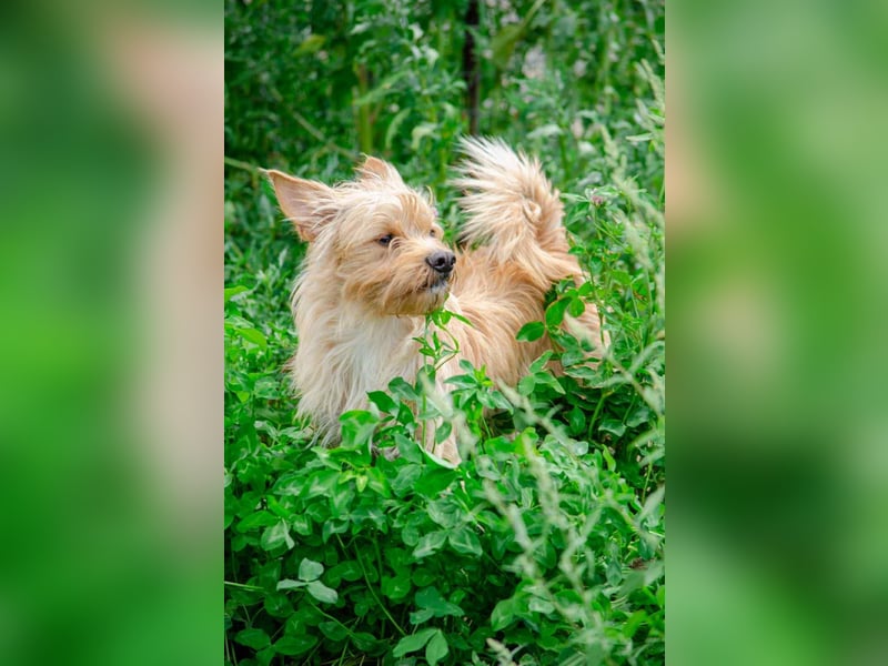 Toller Jetem sucht liebevolles Zuhause