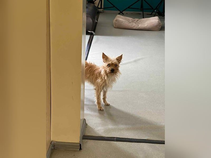 Toller Jetem sucht liebevolles Zuhause