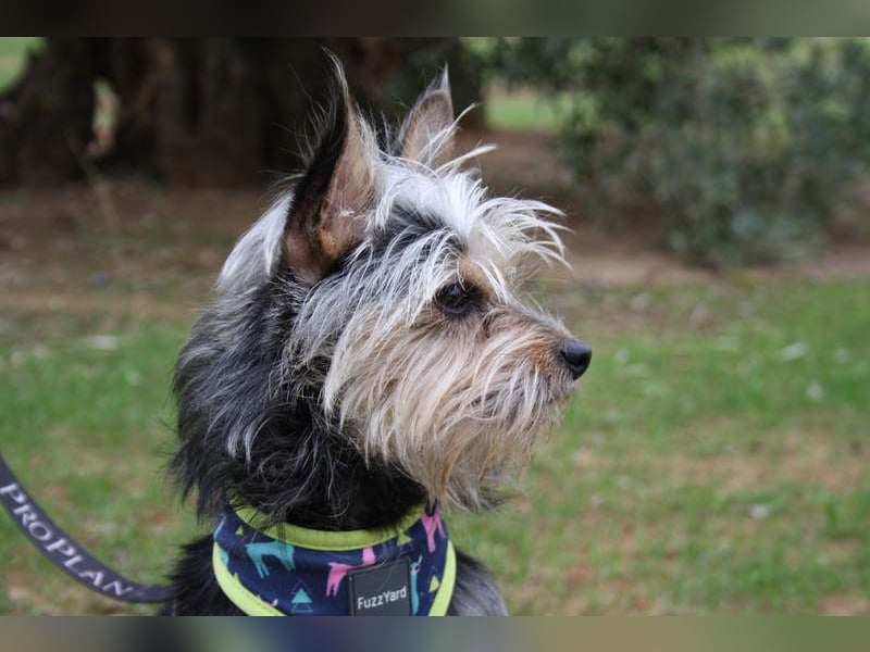 KYTTI-sanftes kleines Fellknäuel mit dem sehnlichen Wunsch nach einem eigenem Für-immer-Zuhause