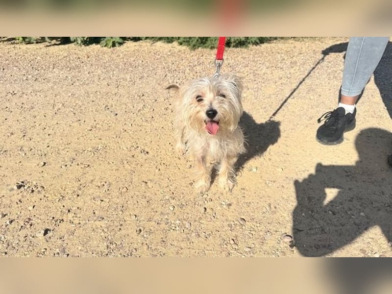 ROKI-ein kleiner Kämpfer mit großem Herz sucht sein liebevolles Für-immer-Zuhause