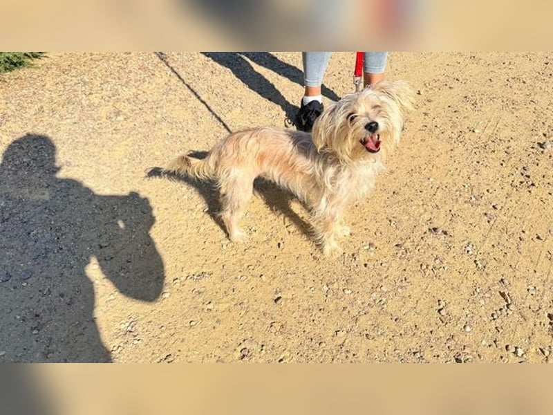 ROKI-ein kleiner Kämpfer mit großem Herz sucht sein liebevolles Für-immer-Zuhause