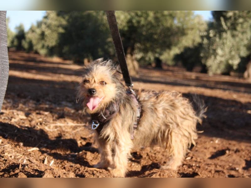 Strubbelmaus YODI-voller Lebensfreude,freundlich,lieb,neugierig, verspielt sucht liebevolle Familie