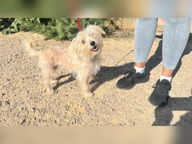 ROKI-ein kleiner Kämpfer mit großem Herz sucht sein liebevolles Für-immer-Zuhause