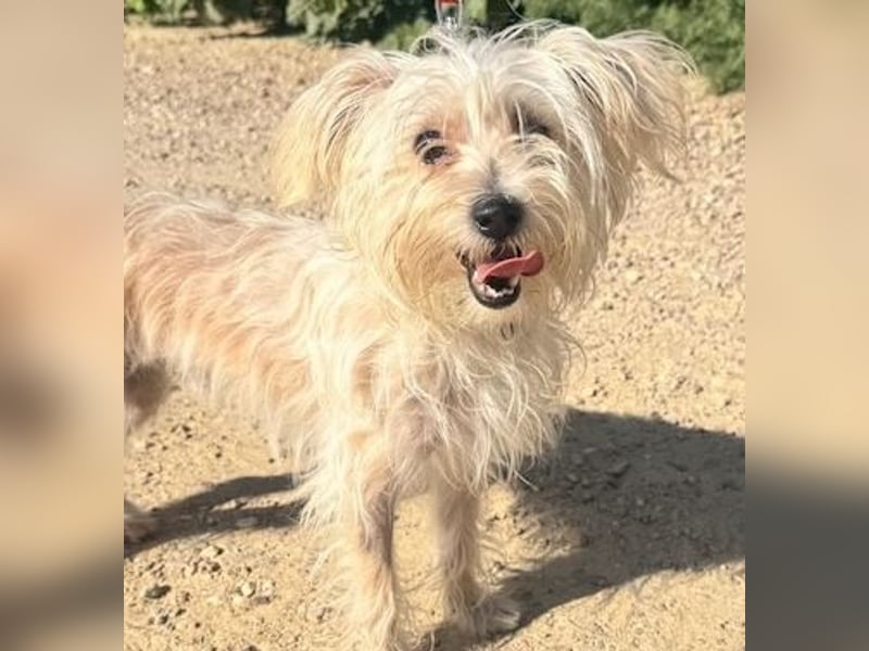 ROKI-ein kleiner Kämpfer mit großem Herz sucht sein liebevolles Für-immer-Zuhause