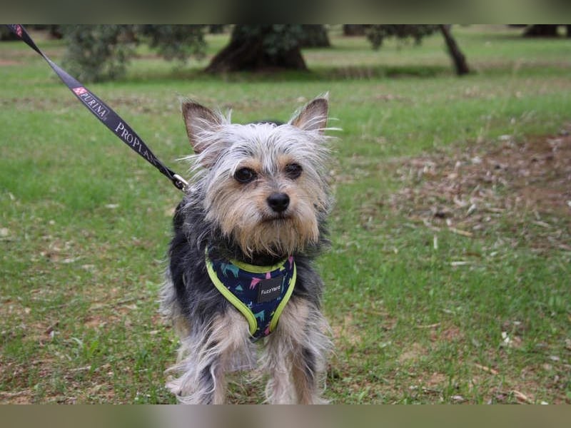 KYTTI-sanftes kleines Fellknäuel mit dem sehnlichen Wunsch nach einem eigenem Für-immer-Zuhause