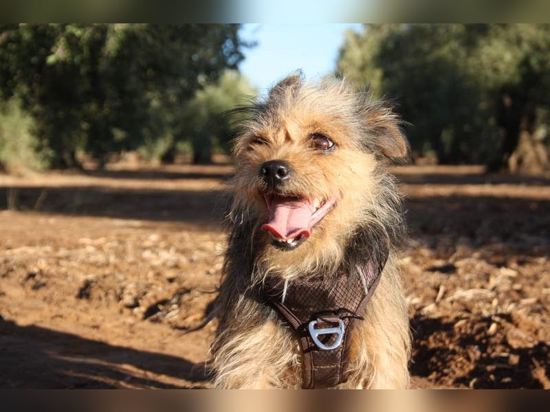 Strubbelmaus YODI-voller Lebensfreude,freundlich,lieb,neugierig, verspielt sucht liebevolle Familie
