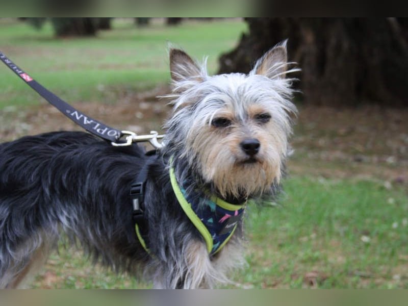 KYTTI-sanftes kleines Fellknäuel mit dem sehnlichen Wunsch nach einem eigenem Für-immer-Zuhause