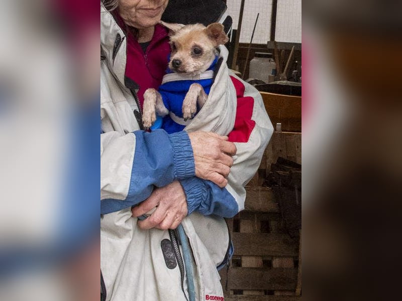 CALIMERO-wer hat Herz, Liebe und kuscheliges Körbchen für den süßen, kleinen Mann