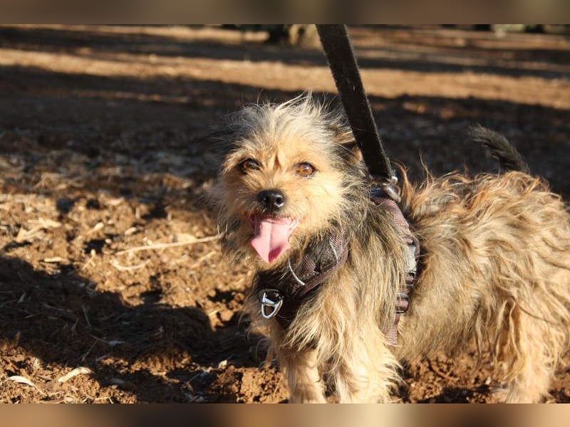 Strubbelmaus YODI-voller Lebensfreude,freundlich,lieb,neugierig, verspielt sucht liebevolle Familie